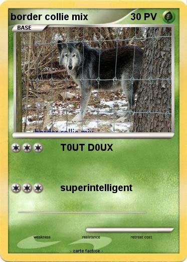 Pokemon border collie mix