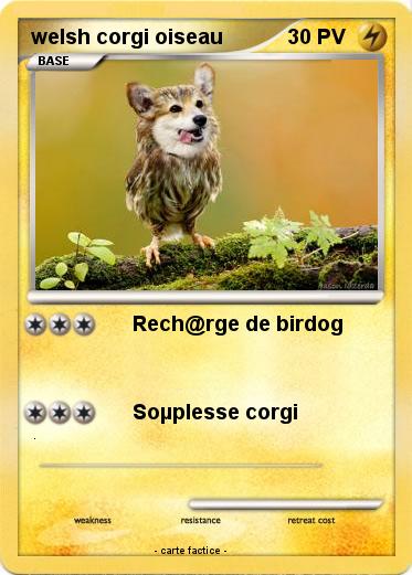 Pokemon welsh corgi oiseau
