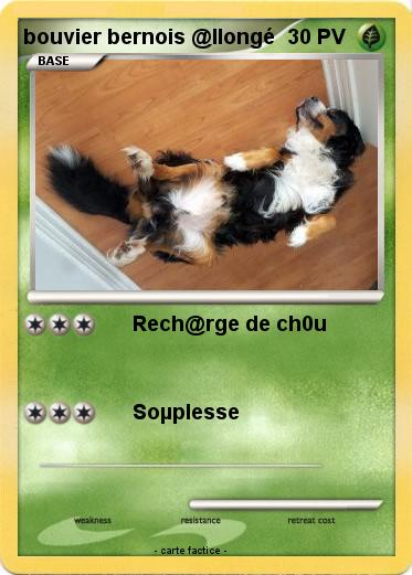 Pokemon bouvier bernois @llongé