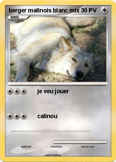 Pokemon berger malinois blanc mix