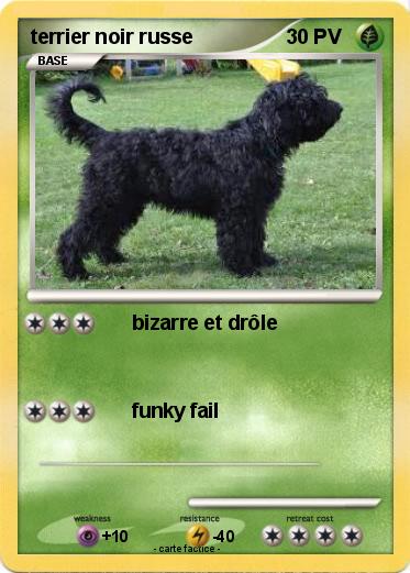 Pokemon terrier noir russe