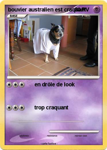 Pokemon bouvier australien est craquant