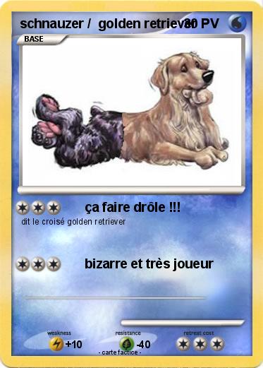 Pokemon schnauzer /  golden retriever