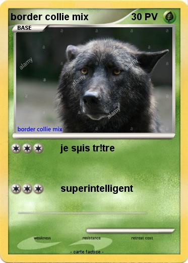 Pokemon border collie mix