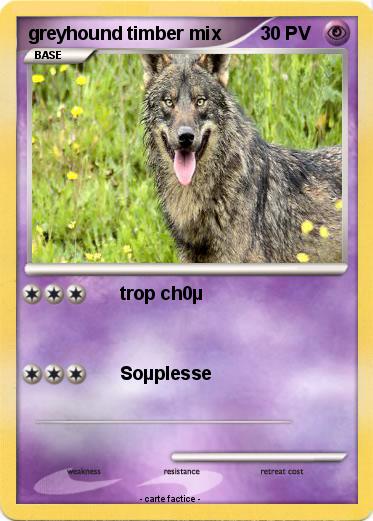 Pokemon greyhound timber mix