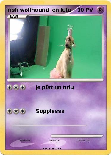 Pokemon irish wolfhound  en tutu