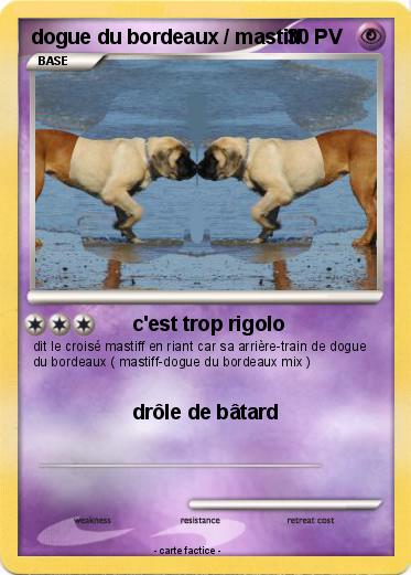 Pokemon dogue du bordeaux / mastiff