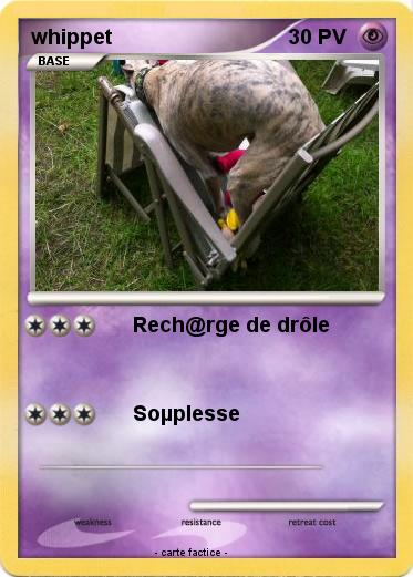 Pokemon whippet