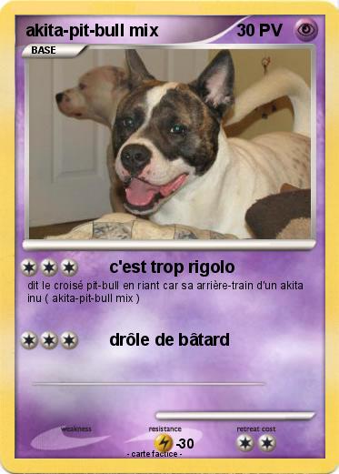 Pokemon akita-pit-bull mix