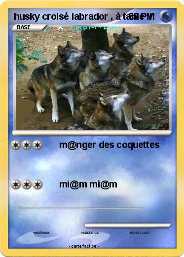 Pokemon husky croisé labrador , à table !!!