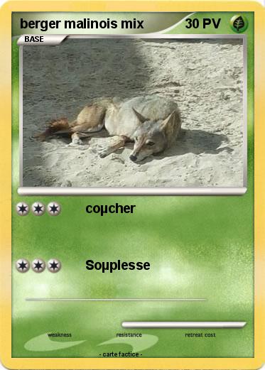 Pokemon berger malinois mix