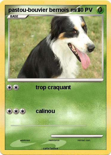Pokemon pastou-bouvier bernois mix