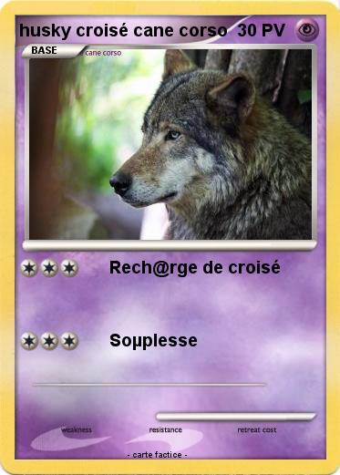 Pokemon husky croisé cane corso