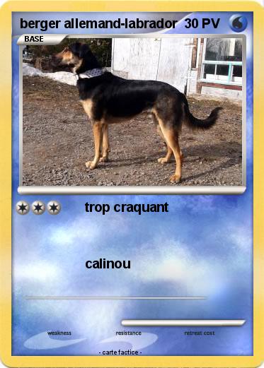 Pokemon berger allemand-labrador