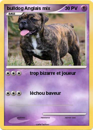 Pokemon bulldog Anglais mix