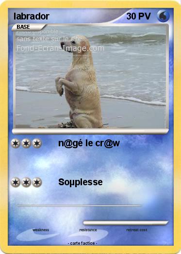 Pokemon labrador