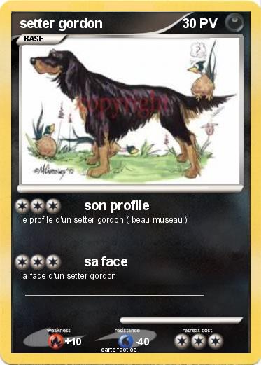 Pokemon setter gordon