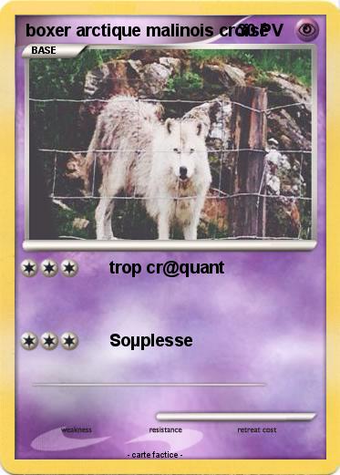 Pokemon boxer arctique malinois croisé