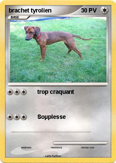 Pokemon brachet tyrolien