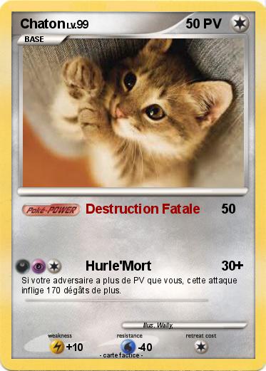 Pokemon Chaton