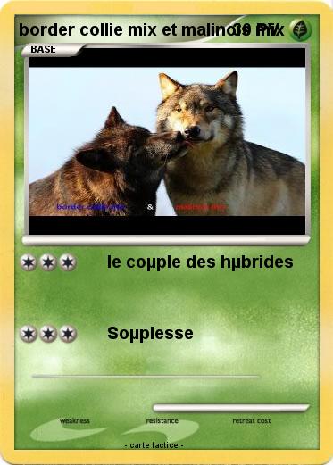 Pokemon border collie mix et malinois mix
