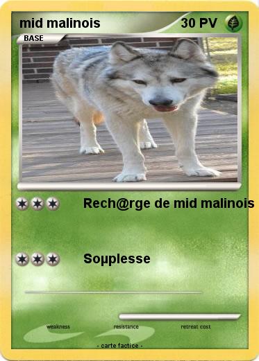 Pokemon mid malinois