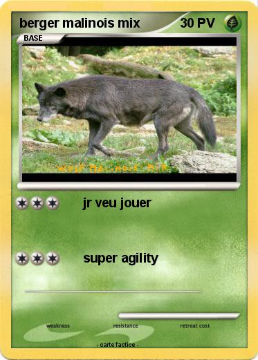 Pokemon berger malinois mix