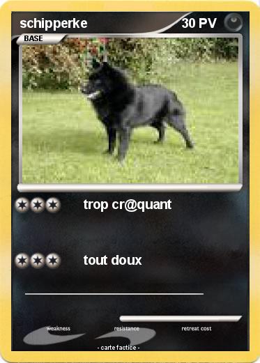 Pokemon schipperke