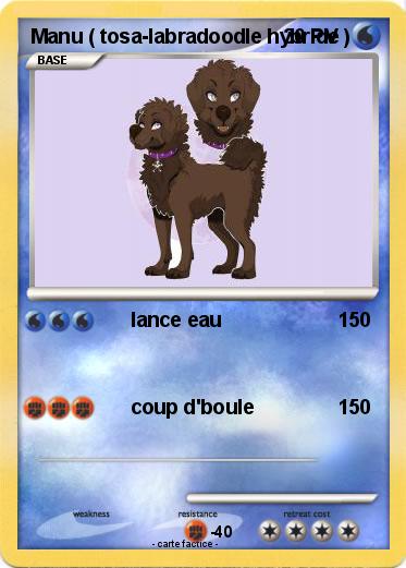 Pokemon Manu ( tosa-labradoodle hybride )