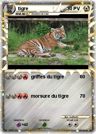 Pokemon tigre