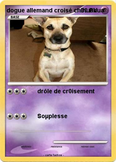 Pokemon dogue allemand croisé chihuahua