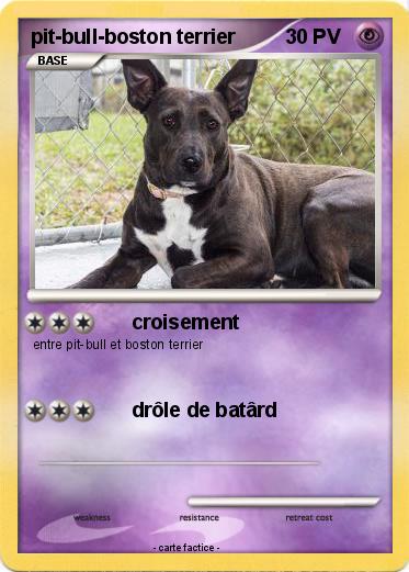 Pokemon pit-bull-boston terrier