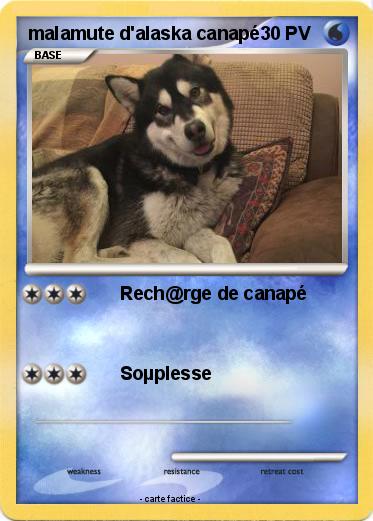 Pokemon malamute d'alaska canapé