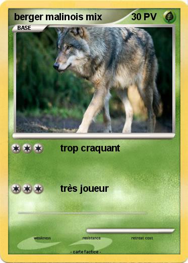 Pokemon berger malinois mix