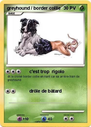 Pokemon greyhound / border collie