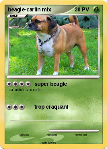 Pokemon beagle-carlin mix