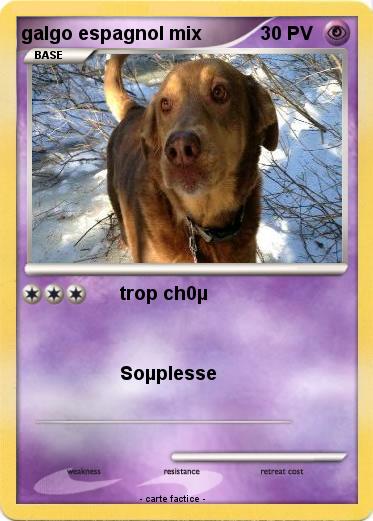 Pokemon galgo espagnol mix