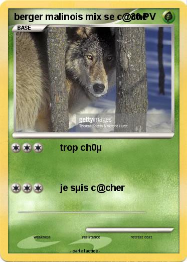 Pokemon berger malinois mix se c@che