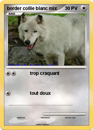 Pokemon border collie blanc mix