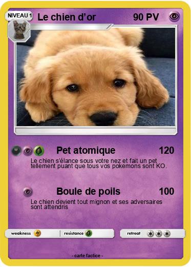 Pokemon Le chien d’or