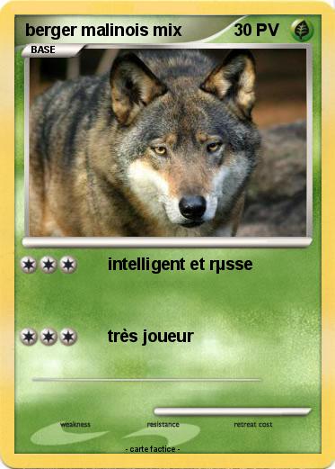 Pokemon berger malinois mix