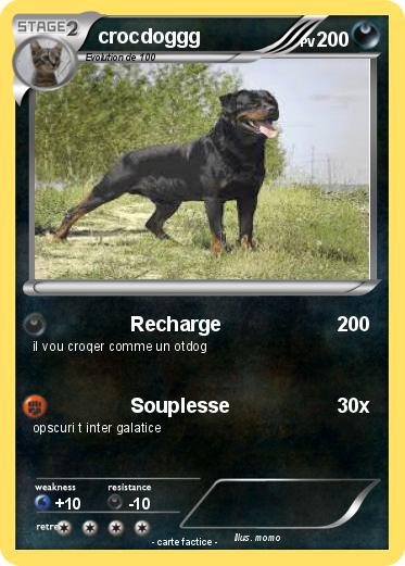 Pokemon crocdoggg