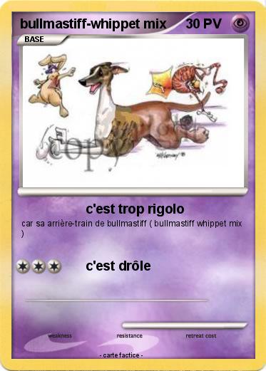 Pokemon bullmastiff-whippet mix