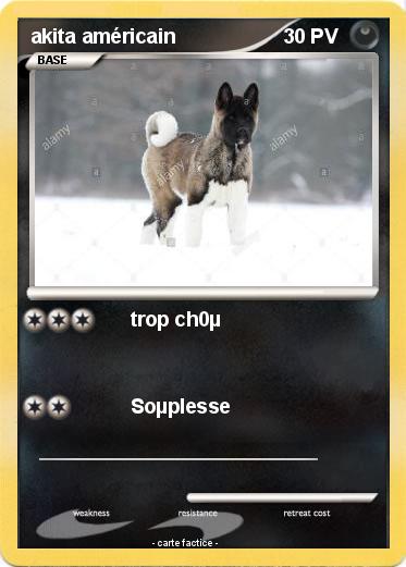 Pokemon akita américain