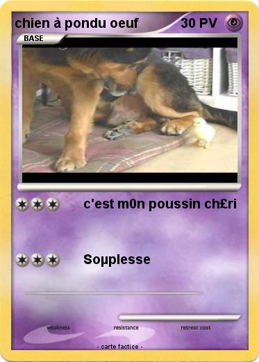 Pokemon chien à pondu oeuf