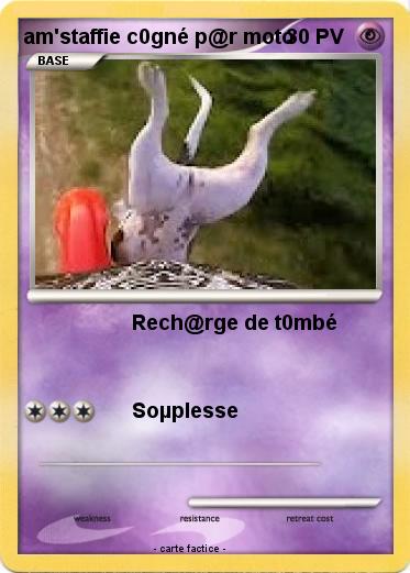 Pokemon am'staffie c0gné p@r moto
