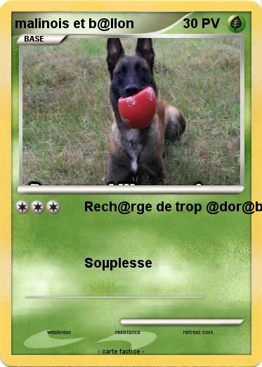 Pokemon malinois et b@llon