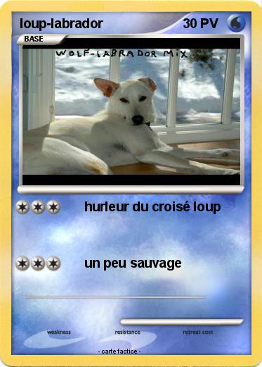 Pokemon loup-labrador