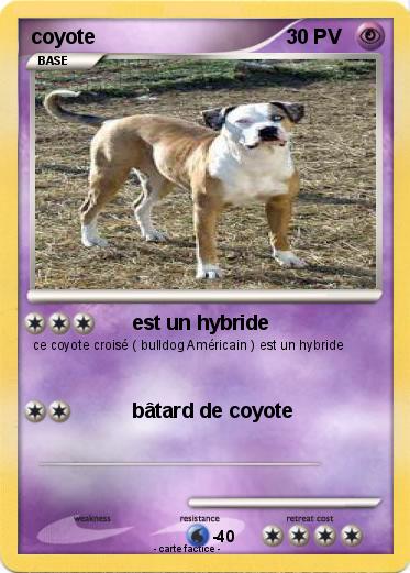 Pokemon coyote