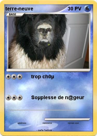 Pokemon terre-neuve